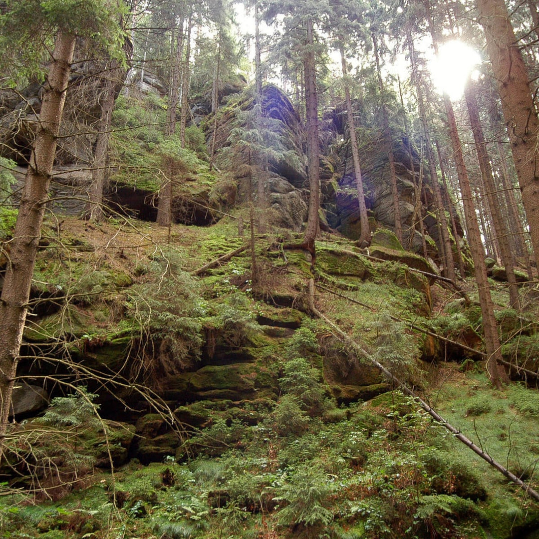 an image of a forest with lots of green trees