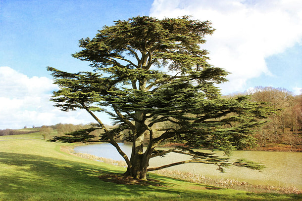 Big tree beside a river