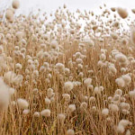 Cotton field