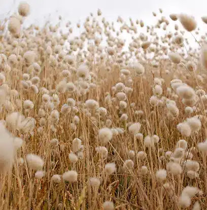 Cotton field