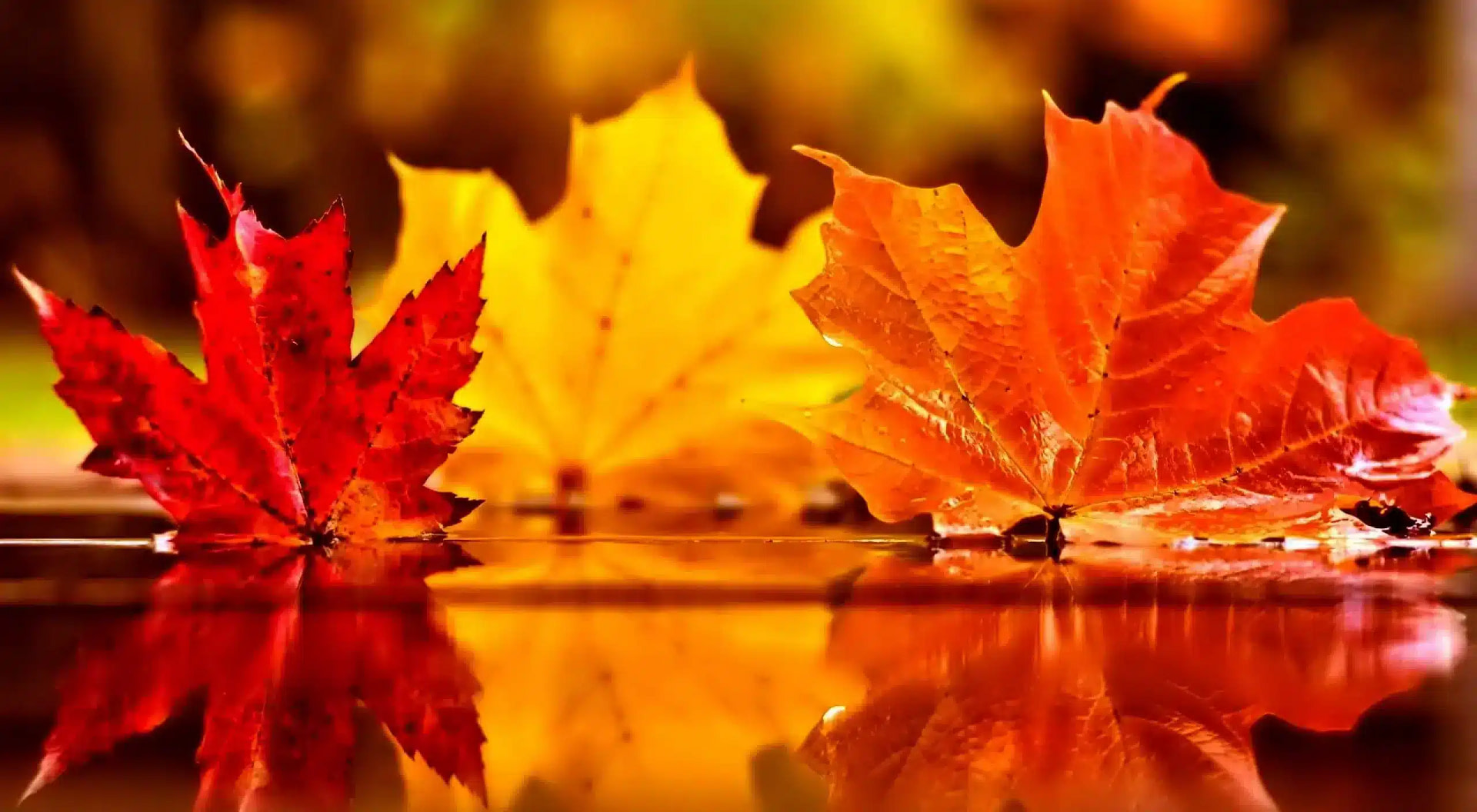 Fallen colored tree leaves on surface of water