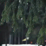 a close up of a fir tree with green needles