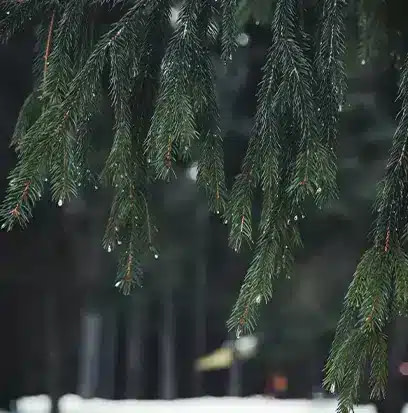 a close up of a fir tree with green needles