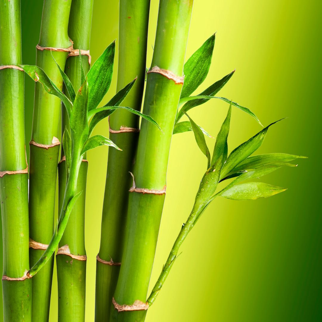 bamboo shoots with green leaves on a green background