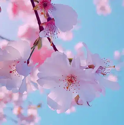 pink cherry blossoms against a blue sky