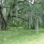 an old tree in the middle of a green forest