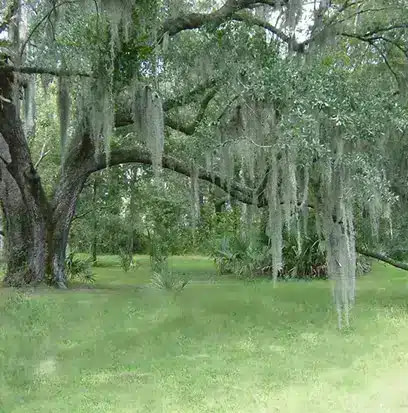 an old tree in the middle of a green forest