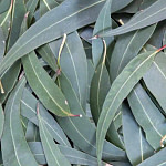 Focus on eucalyptus leaves