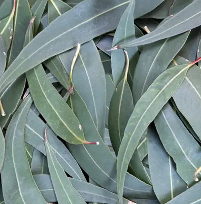 Focus on eucalyptus leaves