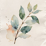 Green eucalyptus Leaves
