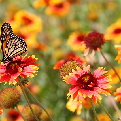 a monarch butterfly sits on a red and yellow flower
