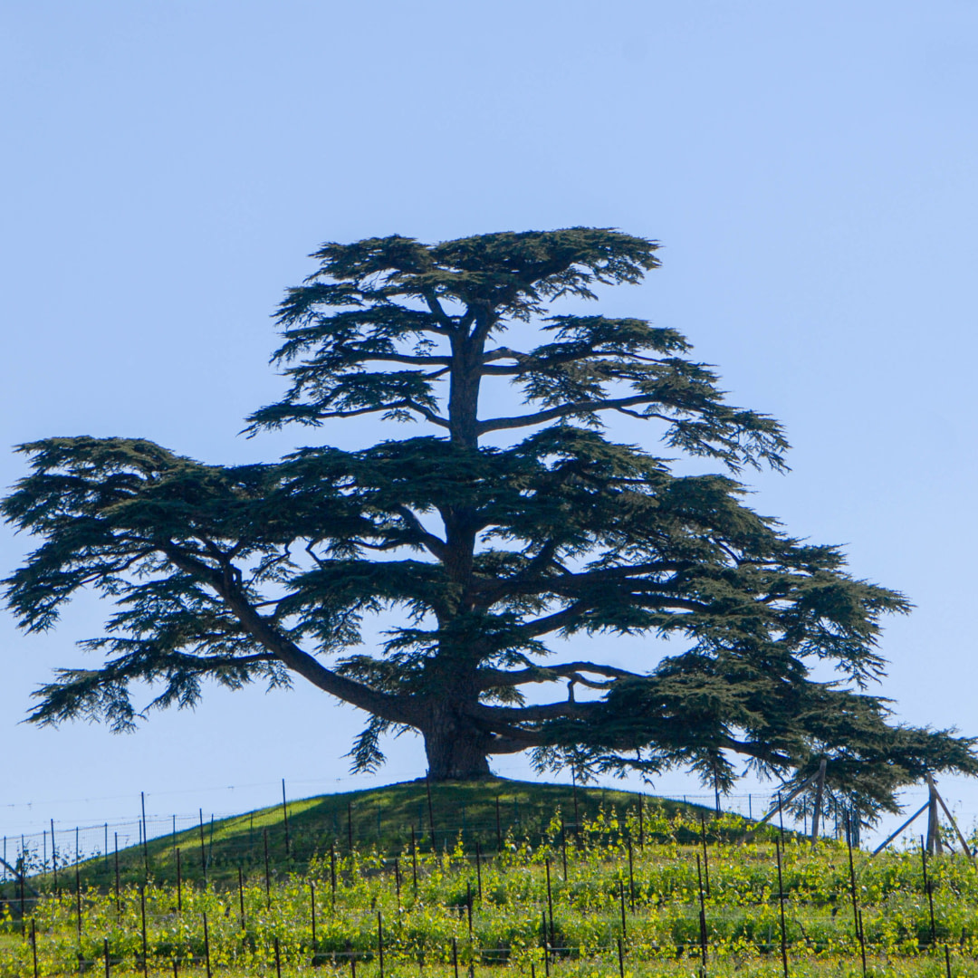 a lone tree on top of a hill in the middle of a vineyard