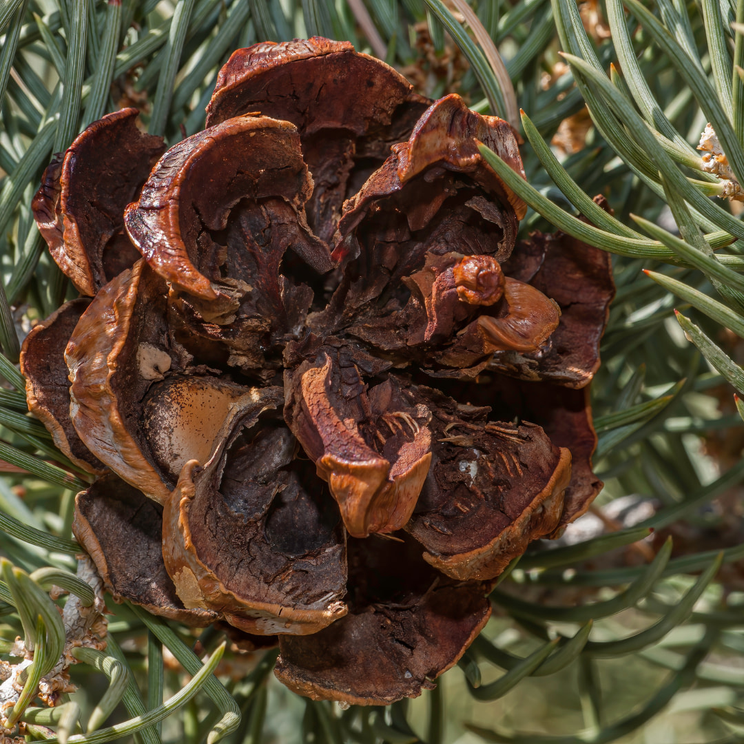 a close up of a pine cone on a pine tree