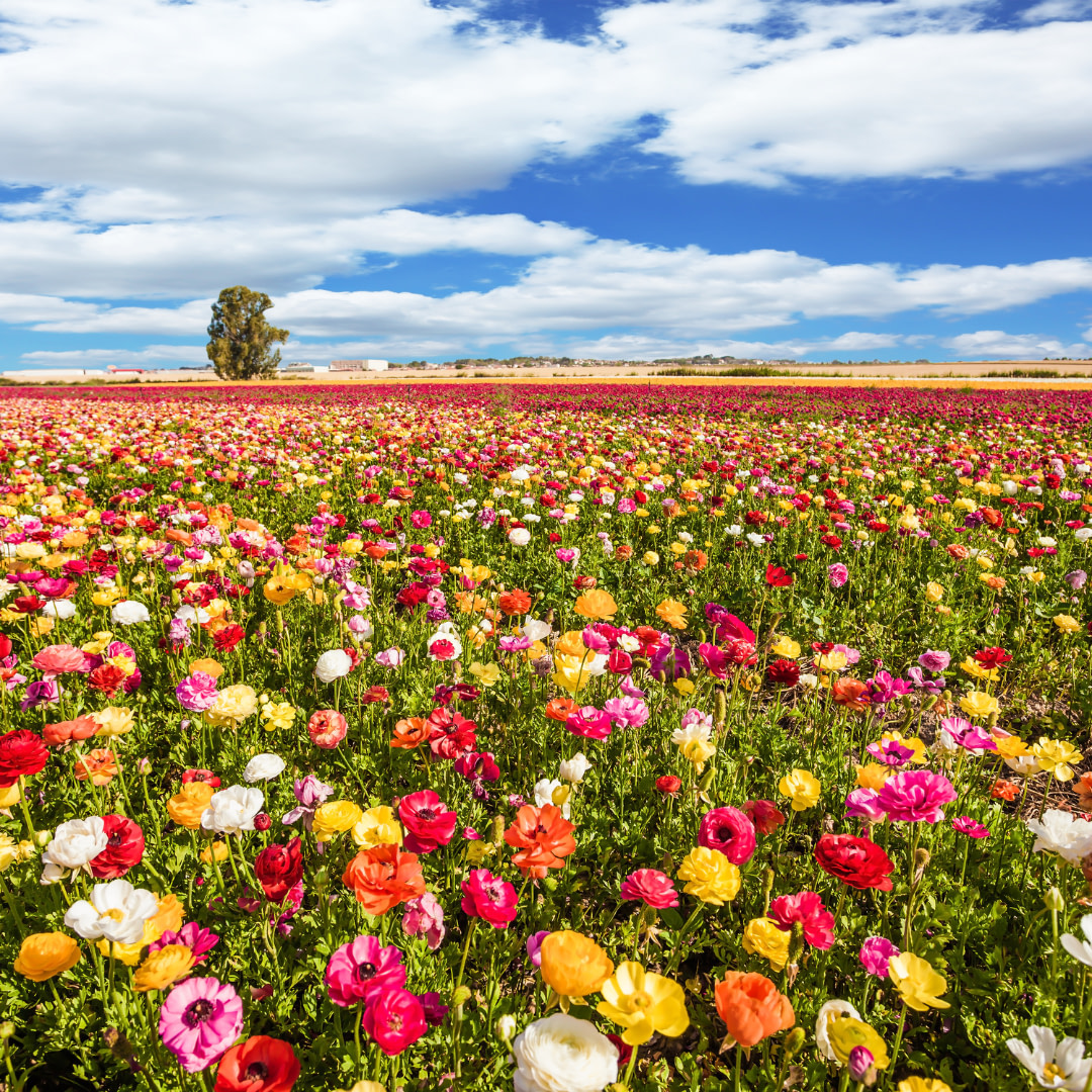 a field full of colorful flowers under a blue sky