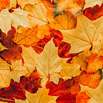 autumn leaves background
