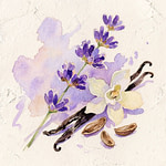 lavender stem with purple flowers beside a white vanilla blossom and beans
