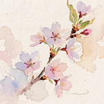 pink cherry blossoms