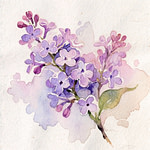 watercolor painting of purple lilac flowers and one leaf in the stem