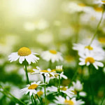 Chamomile fields in spring