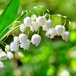 White flowers with green background
