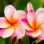 Zoom on exotic flower, rose color with orange , yellow tones