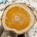 a close up of a piece of wood that has been cut