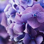 a close up of purple flowers with blue centers