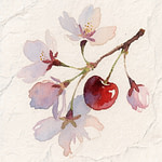 pink cherry blossoms with a single fruit on stem
