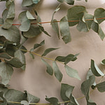 a bunch of eucalyptus leaves on a wall