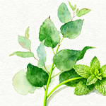Fresh and green eucalyptus and mint leaves