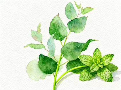 Fresh and green eucalyptus and mint leaves