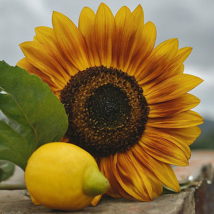 a yellow sunflower and a lemon sit on top of a brick wall