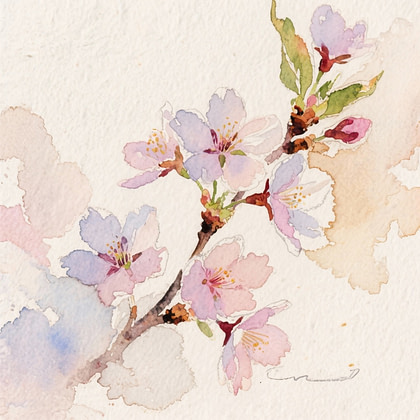 pink cherry blossoms