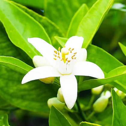 Basil Flower