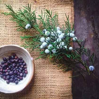 berries of juniper