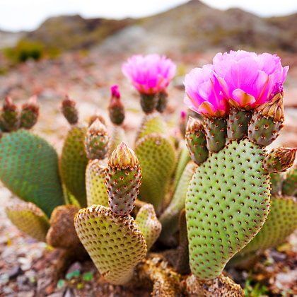 a cactus plant with pink flowers in the desert