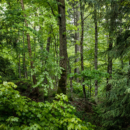 an image of a forest with lots of green trees