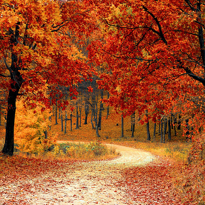 An autumn road in the woods. Trees has colored leaves