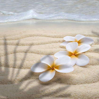 two white flowers on the sand near the ocean