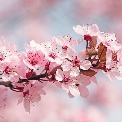 pink cherry blossoms are blooming on a tree