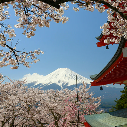 an asian pagoda surrounded by cherry blossoms