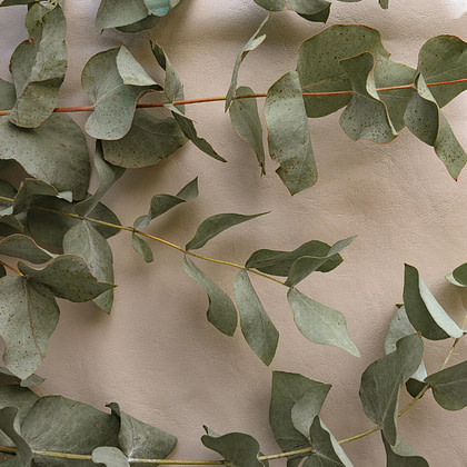 a bunch of eucalyptus leaves on a wall