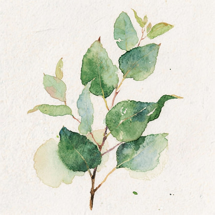 Branch of green Australian eualyptus leaves