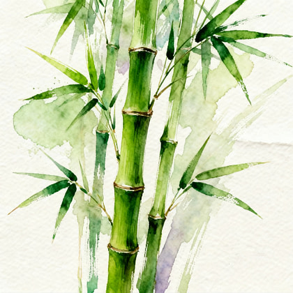 Green plant of lucky bamboo with leaves
