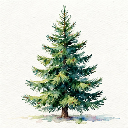 A full tree of fradier fir in waterpaint style