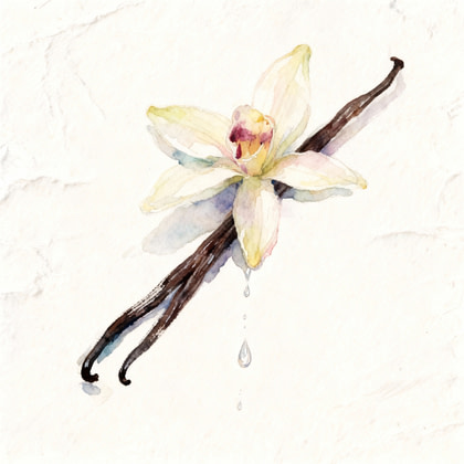 Two vanilla pods with a blossom at the top