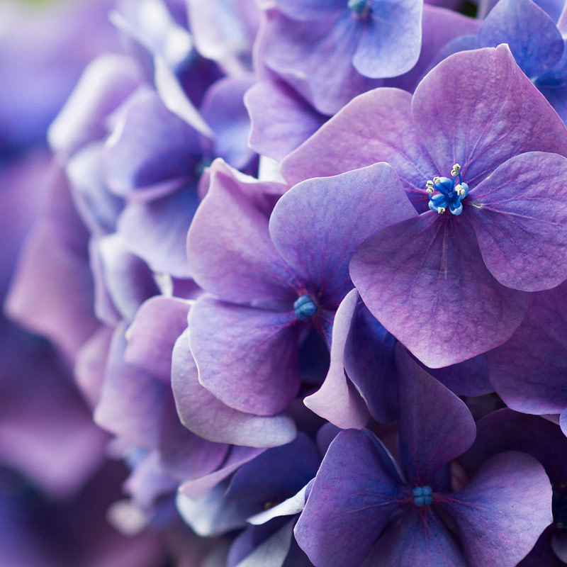 a close up of purple flowers with blue centers