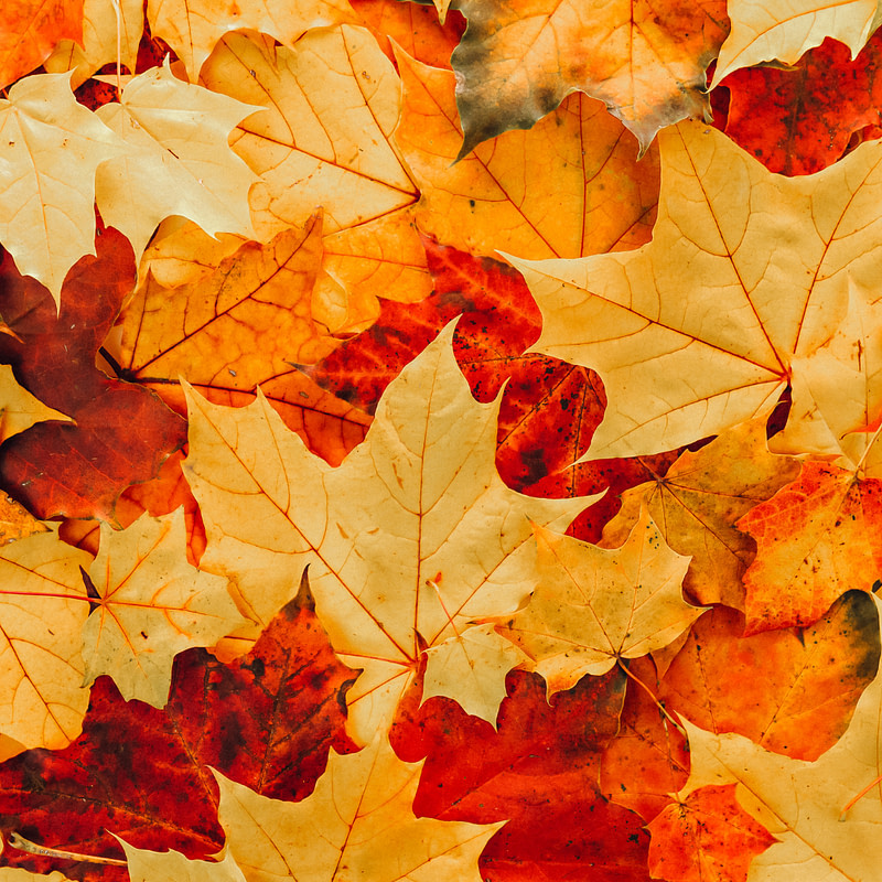 Fall Fragrance Oil Jumbo Sampler