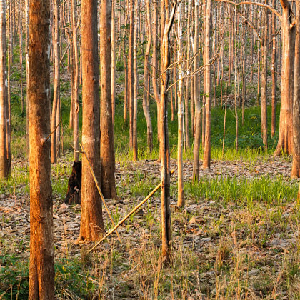 a group of trees in the middle of a forest