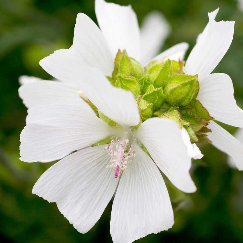 Musk Fragrance Oil